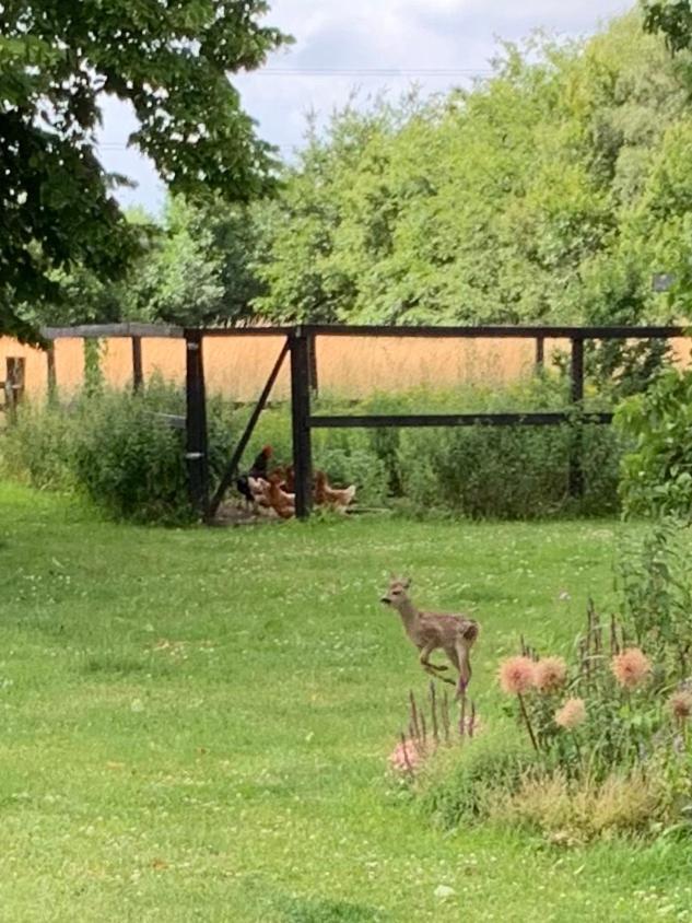 Mariegaardens Gaestehuse Hillerød Buitenkant foto